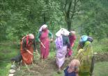 Community Fodder Production in Van Panchayats